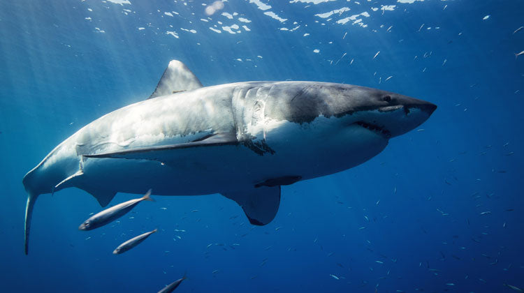 Shark Ping! 11 foot, 1,200 Pound, Great White Is Enjoying Some Pre-Spring Break Sun Off Florida's Coast.